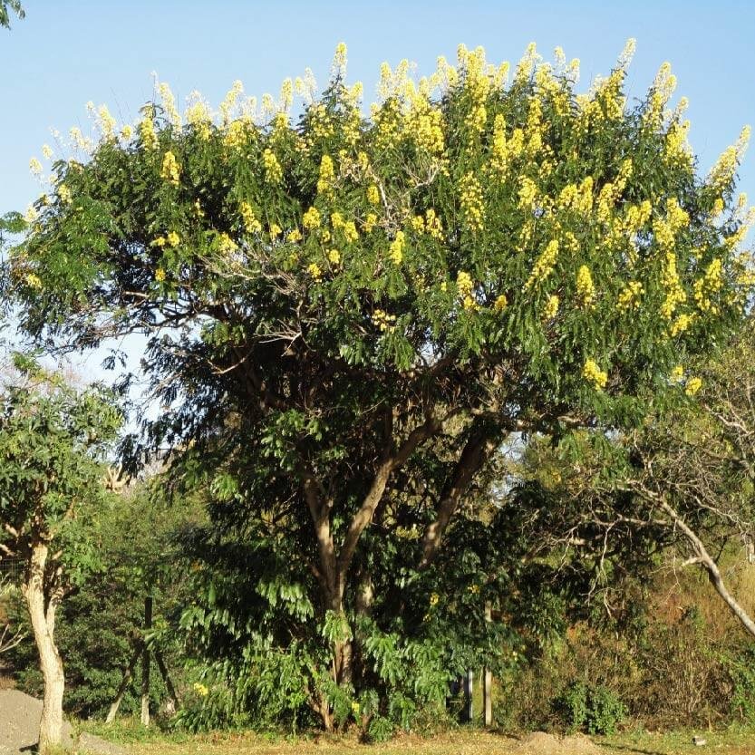Crossopteryx febrifuga